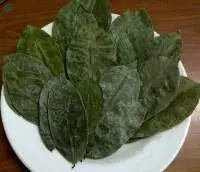 Soursop Graviola Leaf