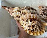 Trumpet Triton Shell