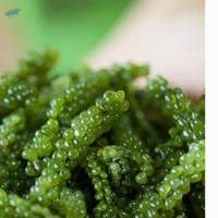 Sea Grape Caulerpa Lentillifer