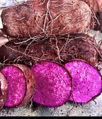Frozen Yam