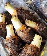 Frozen Taro