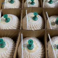 Premium Fresh Semi-Husked Coconuts