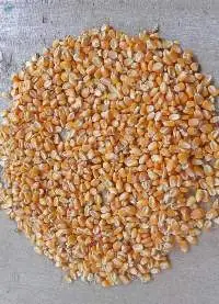 Animal Feed