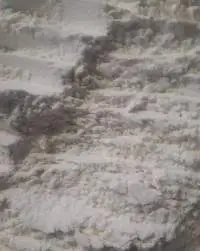 Wheat Flour