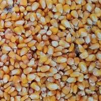 Yellow Maize
