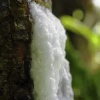 Elemi Gum