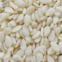 Sesame Seed