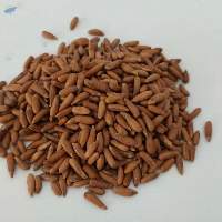 Pine Nuts With Shell (polished)