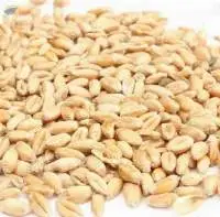 Wheat Milling