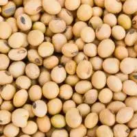 Soybean NON GMO