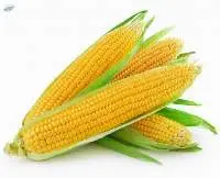 Yellow Corn