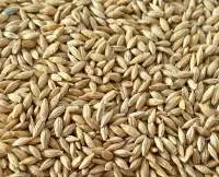 Barley For Animal