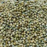 Bajra Seeds