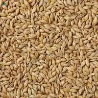 Barley Seeds