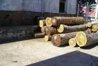 Lapacho / Brazilian Walnut Logs