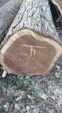 Peterebi Bocote logs