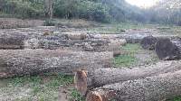 Bolivian Walnut Logs