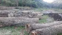 Bolivian Walnut Logs