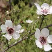 Direct Sales - Manuka Honey