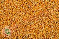 Yellow Maize