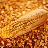 Yellow Corn