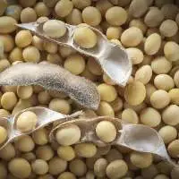 Soybean