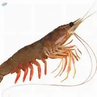 Indian White Prawn