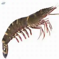 Black Tiger Prawn