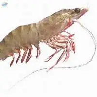Mandapam Flower Prawn