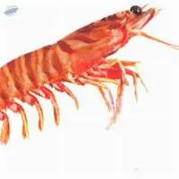 Flower Prawn