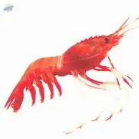 Deep Sea Prawn