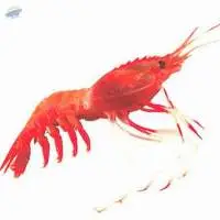 Deep Sea Prawn
