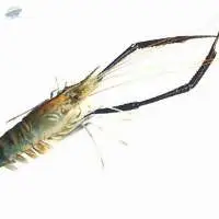 Giant River Prawn