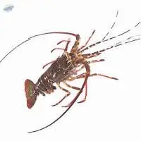 Spiny Lobster