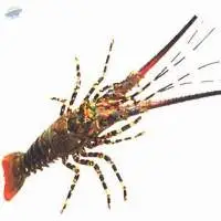 Spiny Lobster