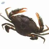 Mud Crab