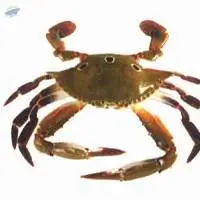 Three Spot Swimming Crab