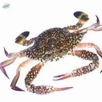 Blue Swimming Crab