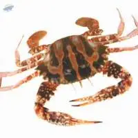 Indo-Pacific Crab