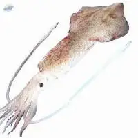Indian Squid