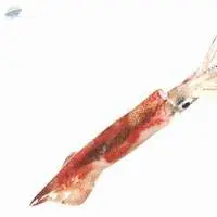 Needle Squid