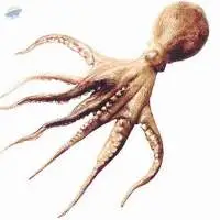 Marbled Octopus