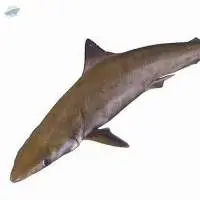 Milk Shark