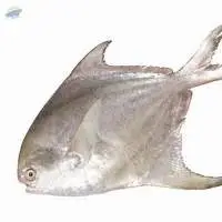 Silver Pomfret