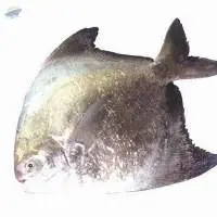 Chinese Pomfret