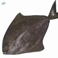 Black Pomfret