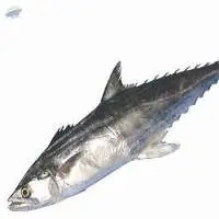 Narrow Barred Spanish Mackerel