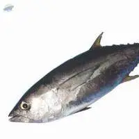 Yellowfin Tuna