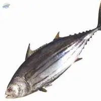 Skip Jack Tuna