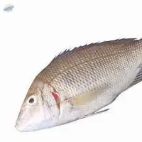 White Spoted Pigface Bream